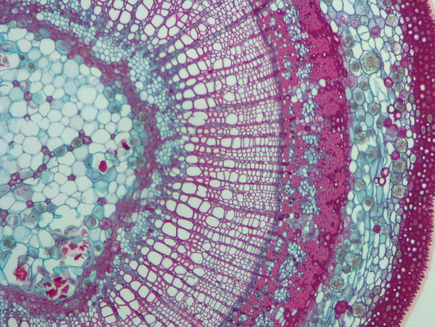 Tilia Stem CS Slides - Tilia Stem CS 03 100X